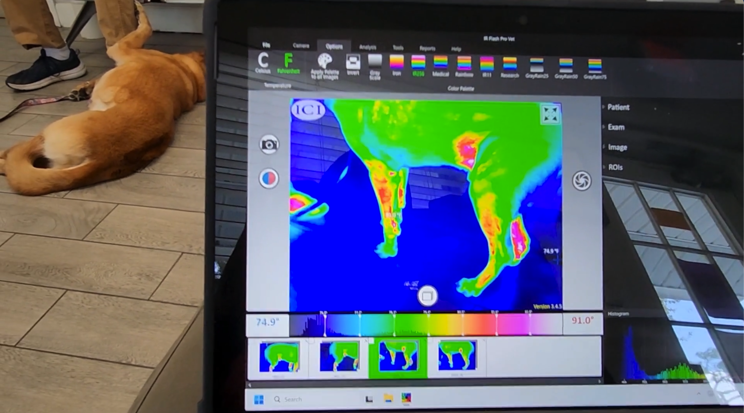 Introducing Enhanced Wellness Services at Elite Pro Dog Training!